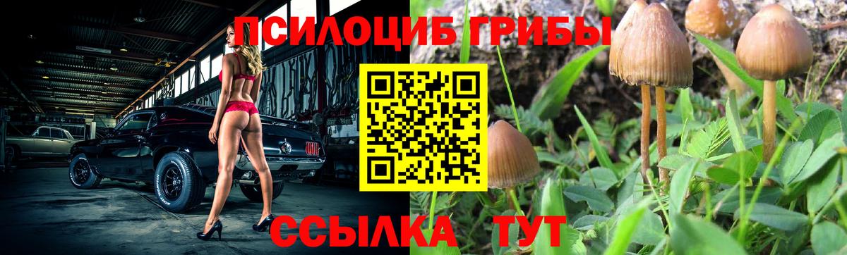Псилоцибиновые грибы прущие грибы  купить закладку  Железноводск  Вход с VPN  Псилоцибиновые грибы Psilocybine cubensis 